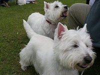 Westie Rehoming