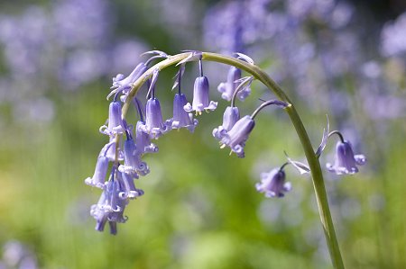 Bluebells at Westonbirt