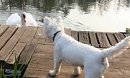 Call to Dog Owners to be Cautious During Swan Breeding Season