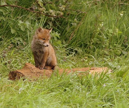 Swindon Fox Cub