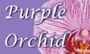 Purple Orchid