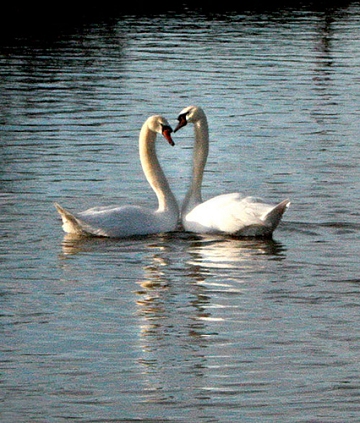 Swimming Down The Thames 08