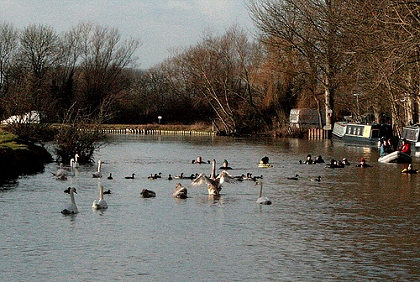 Swimming Down The Thames 08