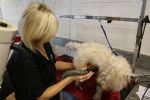 Milo gets a trim!