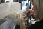 Milo gets a trim!