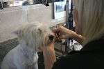 Milo gets a trim!