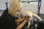 Milo gets a trim!