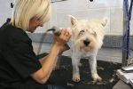 Milo gets a trim!