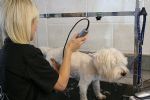 Milo gets a trim!