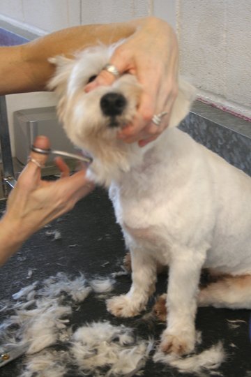 Milo gets a trim!