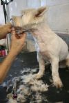 Milo gets a trim!