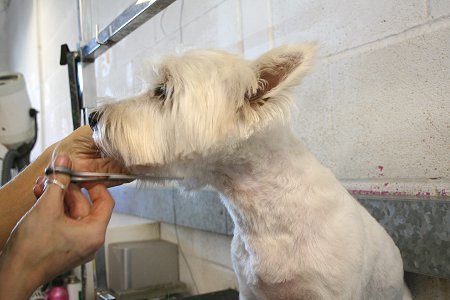 Milo gets a trim!