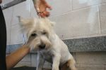 Milo gets a trim!