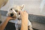 Milo gets a trim!