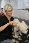 Milo gets a trim!