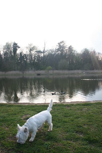 Milo visits Stanton Park - 22/04/08