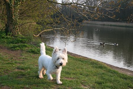 Milo visits Stanton Park - 22/04/08