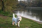 Milo visits Stanton Park - 22/04/08