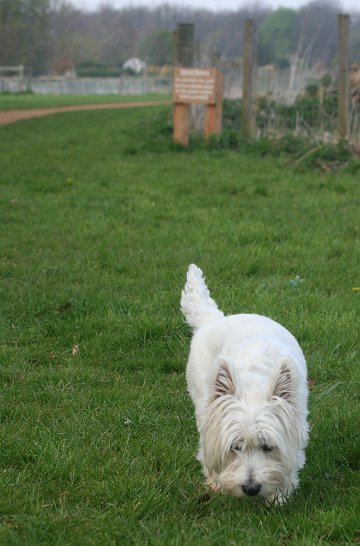 Milo visits Stanton Park - 22/04/08