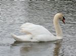 Swans nesting in Stanton Park