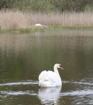 Swans nesting in Stanton Park