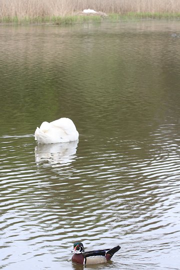 Swans nesting in Stanton Park