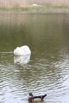 Swans nesting in Stanton Park