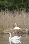 Swans nesting in Stanton Park