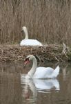 Swans nesting in Stanton Park