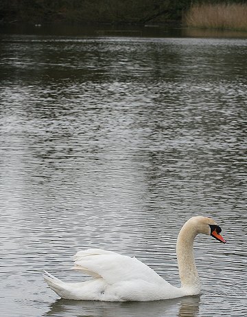 Swans nesting in Stanton Park