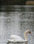 Swans nesting in Stanton Park