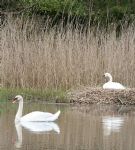 Swans nesting in Stanton Park