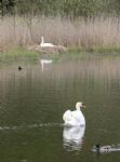 Swans nesting in Stanton Park
