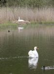 Swans nesting in Stanton Park