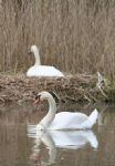 Swans nesting in Stanton Park