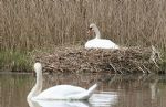 Swans nesting in Stanton Park