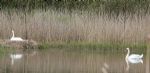 Swans nesting in Stanton Park