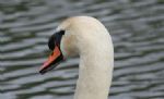 Swans nesting in Stanton Park