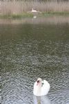 Swans nesting in Stanton Park