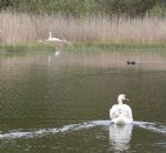 Swans nesting in Stanton Park