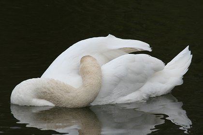 Swans nesting in Stanton Park
