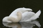 Swans nesting in Stanton Park