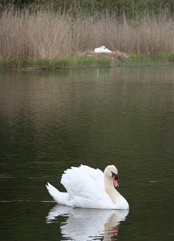 Swans nesting in Stanton Park