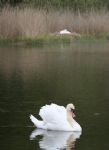 Swans nesting in Stanton Park