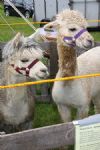 Uffington White Horse Show 2008