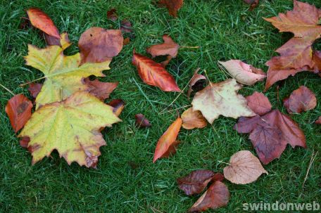 Autumn in Swindon 2008