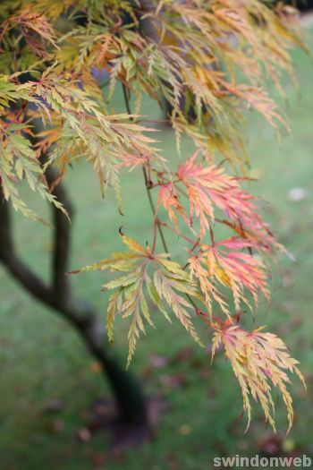 Autumn in Swindon 2008