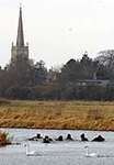 Thames Swim