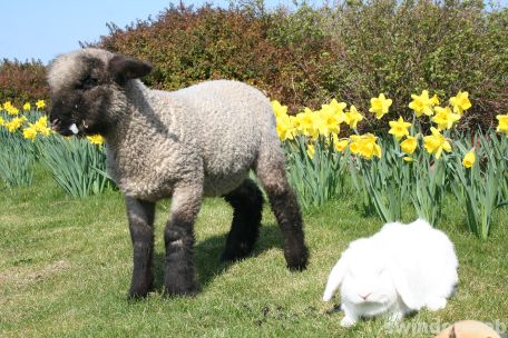 Spring at Roves Farm