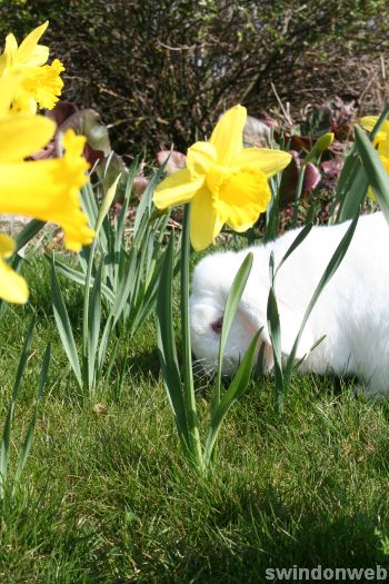 Spring at Roves Farm